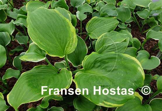 Hosta Wizard's Path